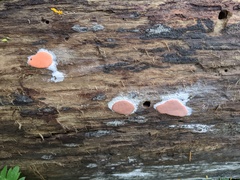 Dictydiaethalium plumbeum