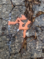 Dictydiaethalium plumbeum