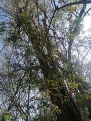 Cenostigma eriostachys
