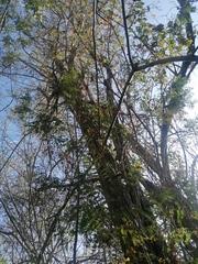 Cenostigma eriostachys