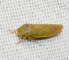 Gyponana gladia