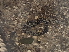 Pantherophis obsoletus