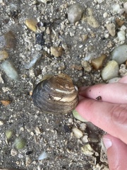 Polymesoda floridana