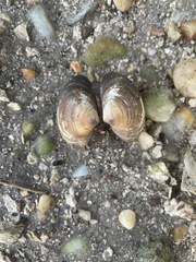 Polymesoda floridana