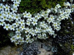 Androsace argentea