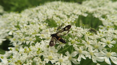 Synanthedon soffneri