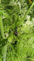 Synanthedon spheciformis
