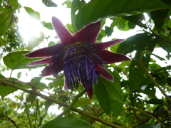 Passiflora venusta