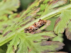 Tingena eumenopa