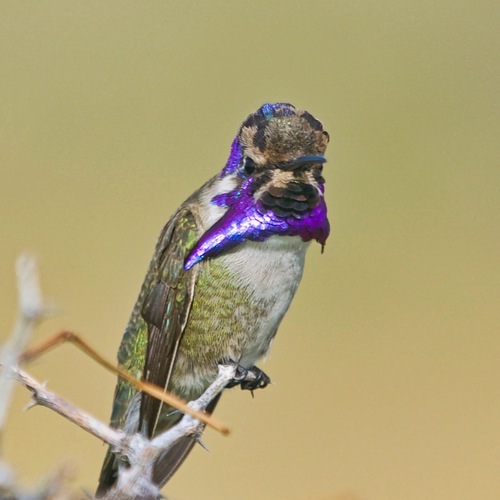 Costa's Hummingbird (Calypte costae), a species recorded in Utah