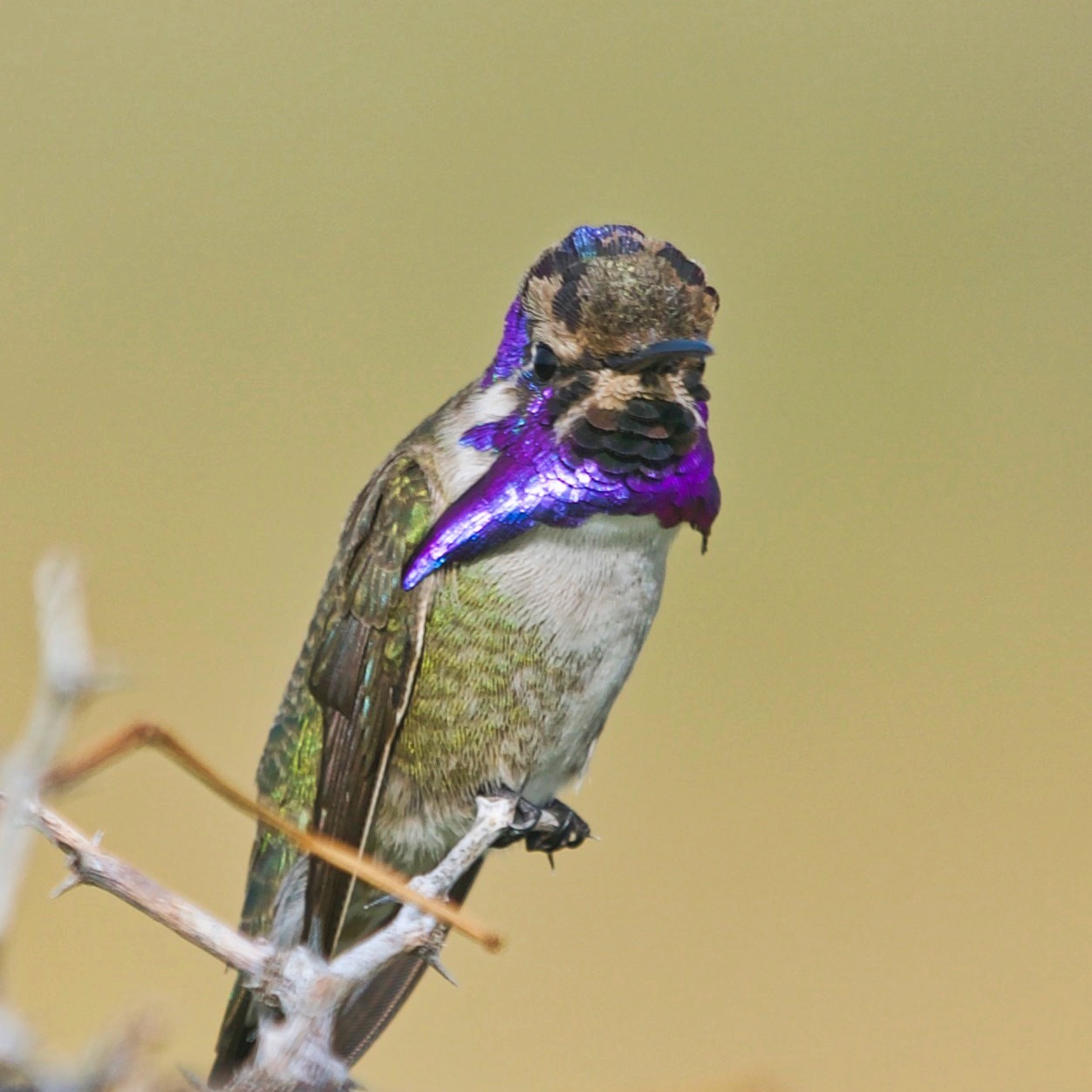 Costa's Hummingbird (Calypte costae)