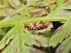 Tingena eumenopa