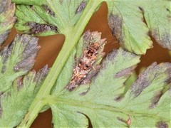 Tingena eumenopa