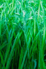 Posidonia australis