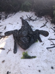 Ogcocephalidae