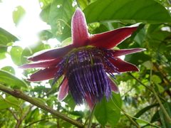 Passiflora venusta