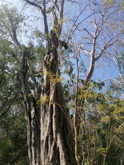 Cenostigma eriostachys
