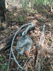 Ibervillea hypoleuca