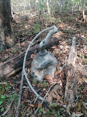 Ibervillea hypoleuca