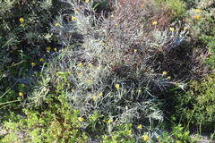 Conostylis candicans