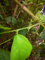 Passiflora venusta