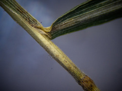 Muhlenbergia tenuiflora