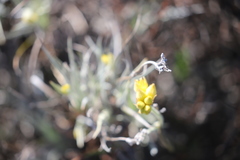 Conostylis candicans