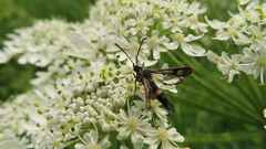 Synanthedon soffneri