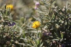 Conostylis candicans