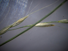 Muhlenbergia tenuiflora