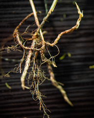 Muhlenbergia tenuiflora