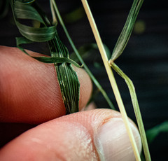 Muhlenbergia tenuiflora