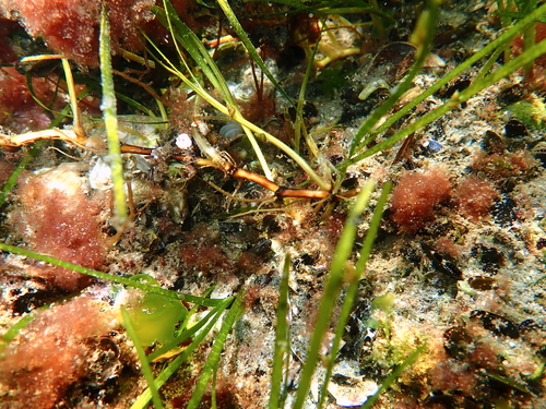 Cymodocea nodosa observed 2021-07-17