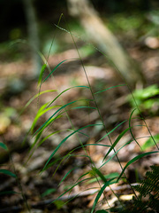 Muhlenbergia tenuiflora
