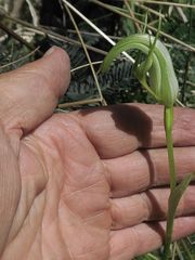 Pterostylis monticola