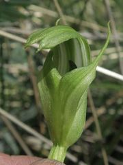 Pterostylis monticola