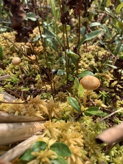 Galerina paludosa