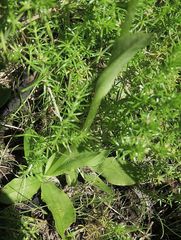 Pterostylis monticola