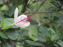 Hibiscus arnottianus