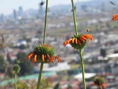 Leonotis nepetifolia
