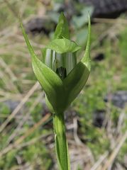 Pterostylis monticola