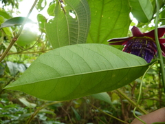 Passiflora venusta