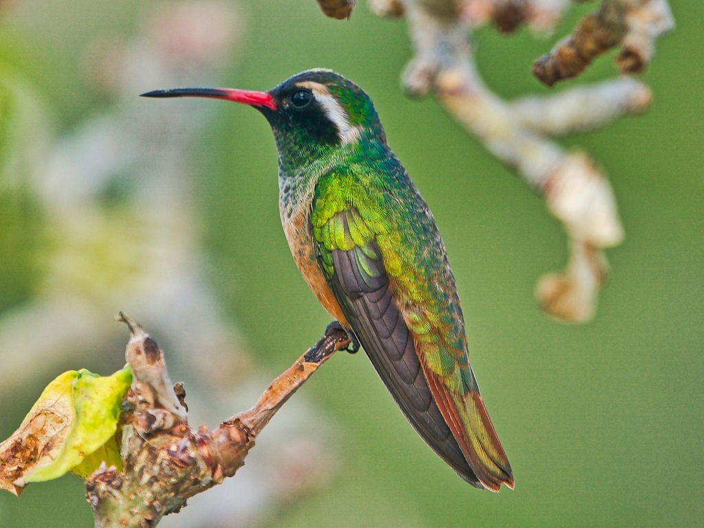 Xantus's Hummingbird