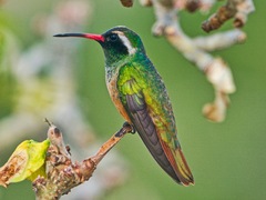 Xantus's Hummingbird photo 5