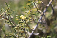 Acanthocarpus preissii