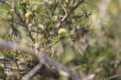 Acanthocarpus preissii