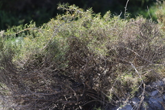 Acanthocarpus preissii