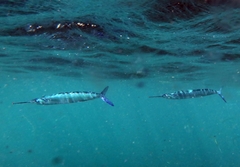 Hemiramphus saltator