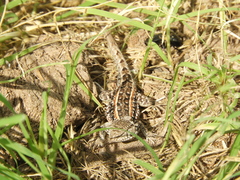 Liolaemus wiegmannii