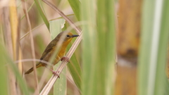 Geothlypis flavovelata